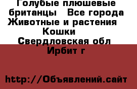 Голубые плюшевые британцы - Все города Животные и растения » Кошки   . Свердловская обл.,Ирбит г.